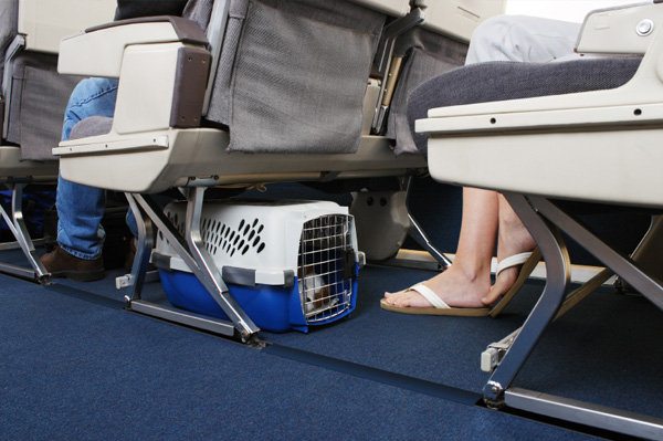 домашние животные в самолете.jpg