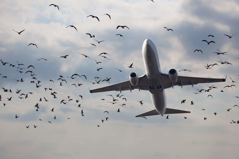 Почему птицы сталкиваются с самолетами?